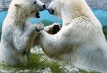 Polar Aquarium Half Day Tour